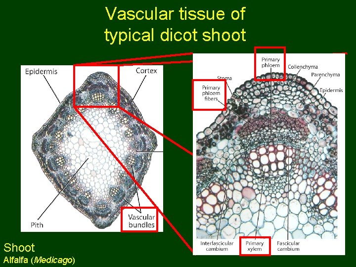 Vascular tissue of typical dicot shoot Shoot Alfalfa (Medicago) 