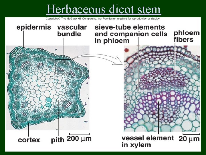 Herbaceous dicot stem 