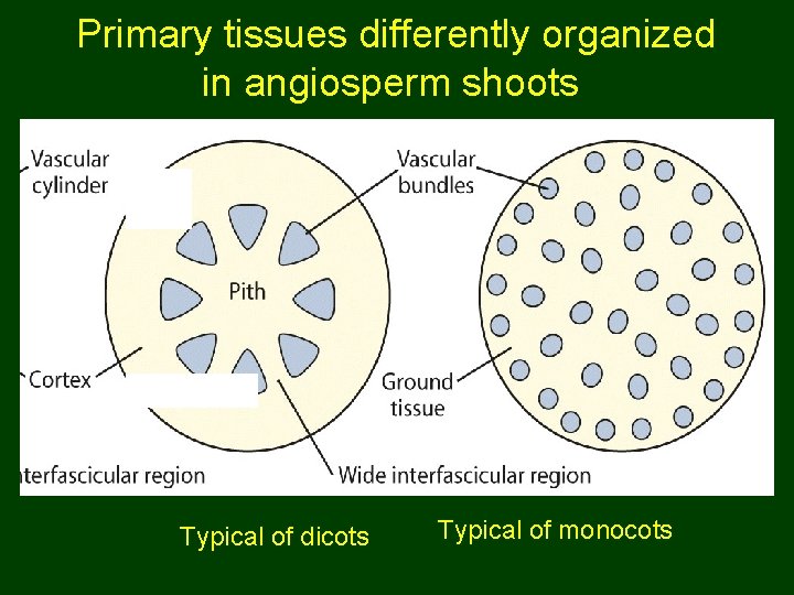 Primary tissues differently organized in angiosperm shoots Typical of dicots Typical of monocots 