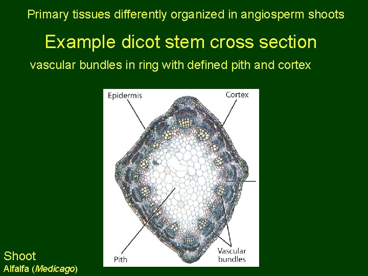 Primary tissues differently organized in angiosperm shoots Example dicot stem cross section vascular bundles