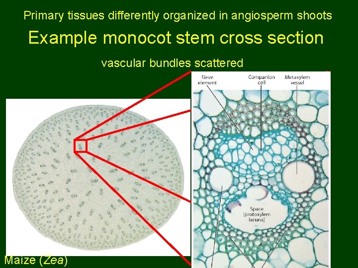 Primary tissues differently organized in angiosperm shoots Example monocot stem cross section vascular bundles