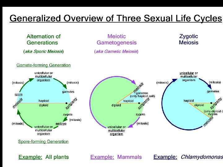 Life cycles From Outlaw’s lecture series 