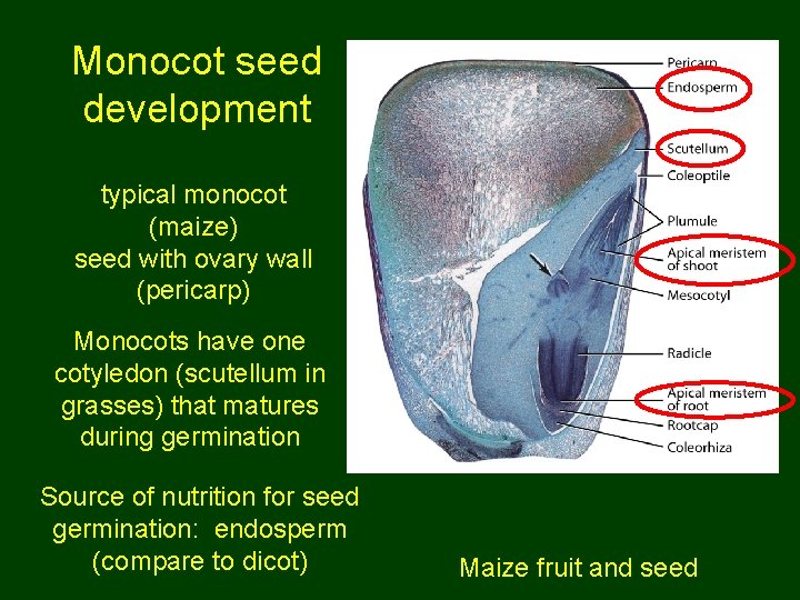 Monocot seed development typical monocot (maize) seed with ovary wall (pericarp) Monocots have one