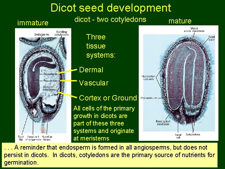 Dicot seed development immature dicot - two cotyledons mature Three tissue systems: Dermal Vascular