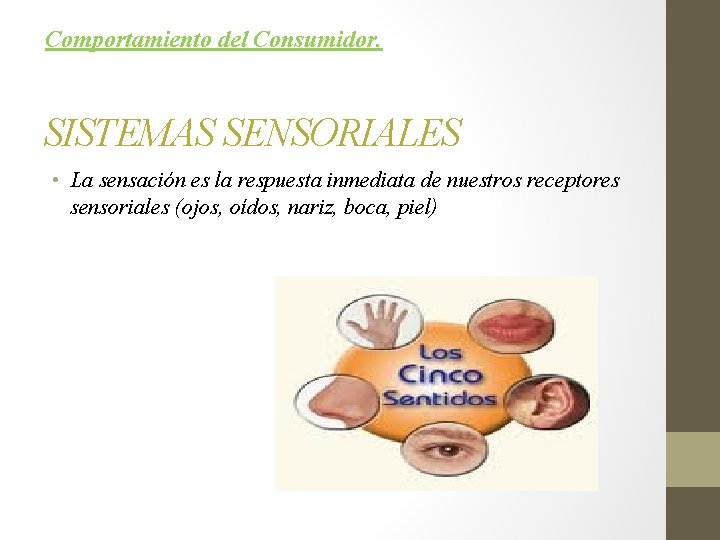 Comportamiento del Consumidor. SISTEMAS SENSORIALES • La sensación es la respuesta inmediata de nuestros