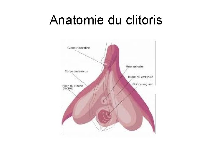 Anatomie du clitoris 