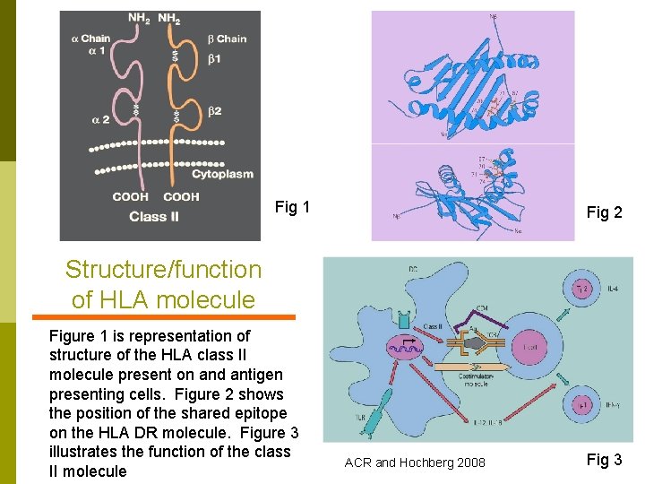 Fig 1 Fig 2 Structure/function of HLA molecule Figure 1 is representation of structure