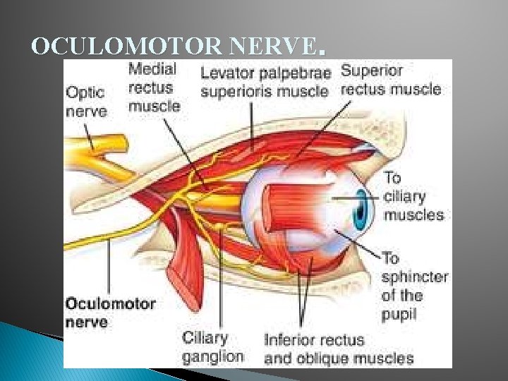 OCULOMOTOR NERVE. OCULOMOTOR NERVE.