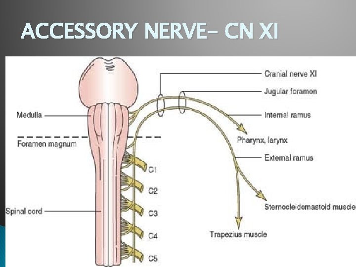ACCESSORY NERVE- CN XI ACCESSORY NERVE- CN XI