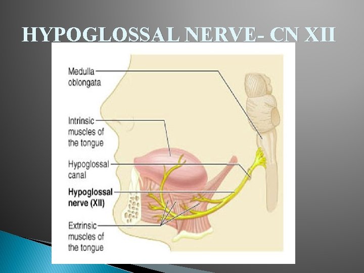 HYPOGLOSSAL NERVE- CN XII HYPOGLOSSAL NERVE- CN XII