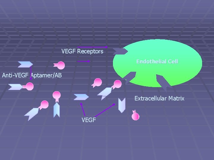 VEGF Receptors Endothelial Cell Anti-VEGF Aptamer/AB Extracellular Matrix VEGF 