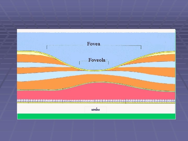 Fovea Foveola umbo 