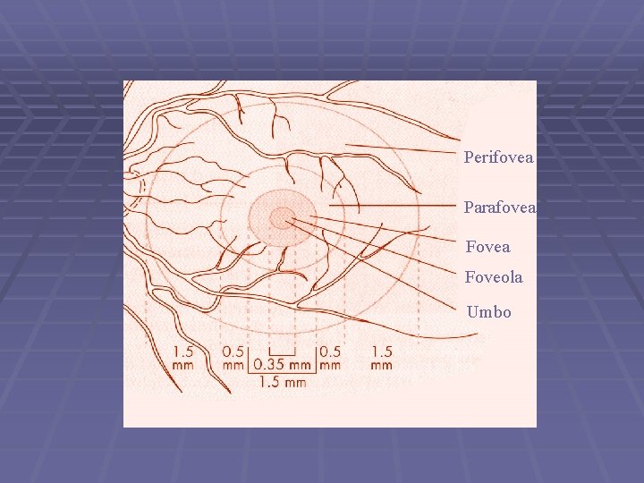 Perifovea Parafovea Foveola Umbo 
