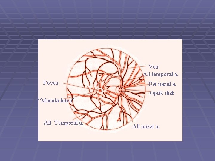 Ven Alt temporal a. Fovea Üst nazal a. Optik disk “Macula lutea” Alt Temporal