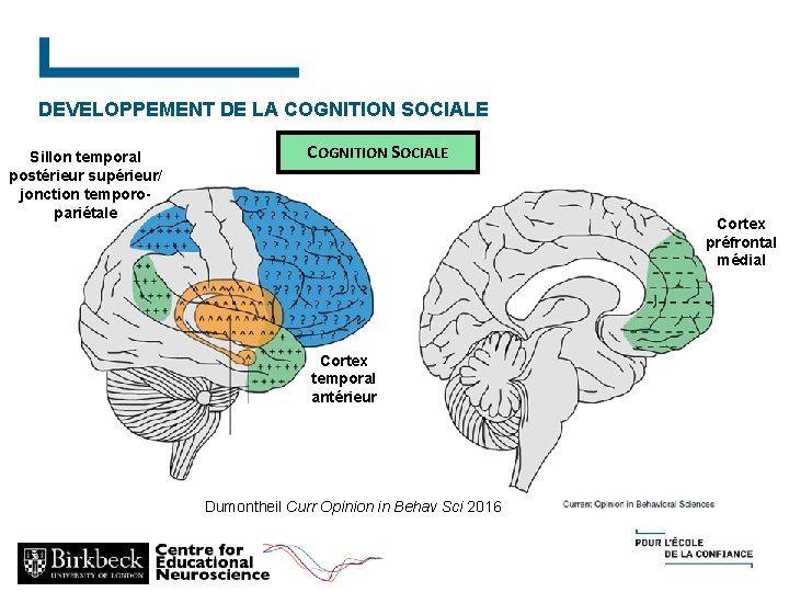 DEVELOPPEMENT DE LA COGNITION SOCIALE Sillon temporal postérieur supérieur/ jonction temporopariétale COGNITION SOCIALE Cortex