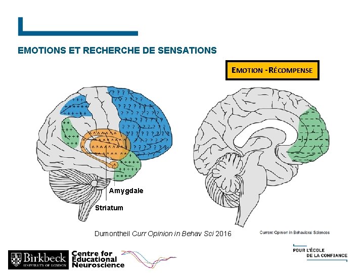 EMOTIONS ET RECHERCHE DE SENSATIONS EMOTION - RÉCOMPENSE Amygdale Striatum Dumontheil Curr Opinion in