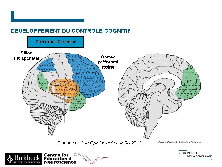DEVELOPPEMENT DU CONTRÔLE COGNITIF Sillon intrapariétal Cortex préfrontal latéral Dumontheil Curr Opinion in Behav