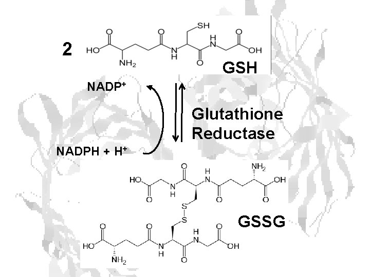 2 GSH NADP+ Glutathione Reductase NADPH + H+ GSSG 