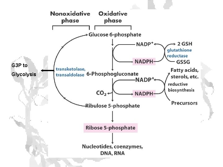 G 3 P to Glycolysis 