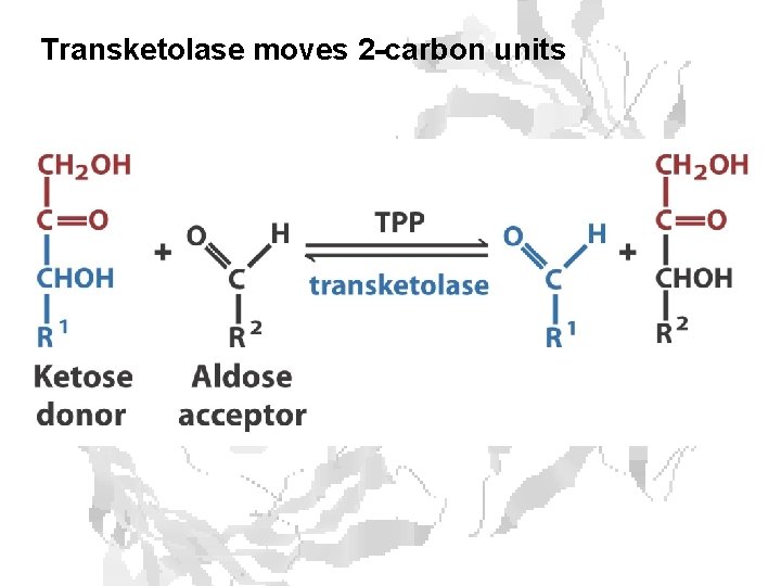 Transketolase moves 2 -carbon units 