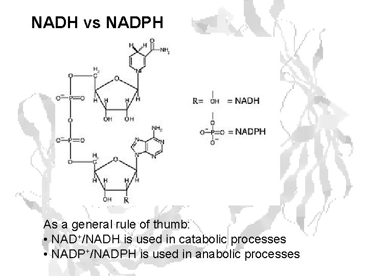 NADH vs NADPH As a general rule of thumb: • NAD+/NADH is used in