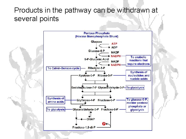 Products in the pathway can be withdrawn at several points 