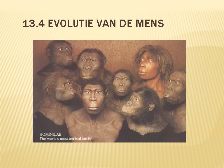 13. 4 EVOLUTIE VAN DE MENS 