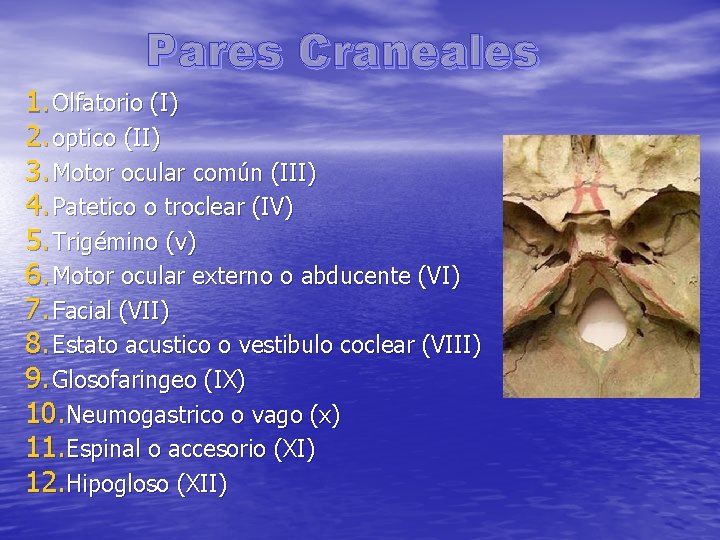 Pares Craneales 1. Olfatorio (I) 2. optico (II) 3. Motor ocular común (III) 4.