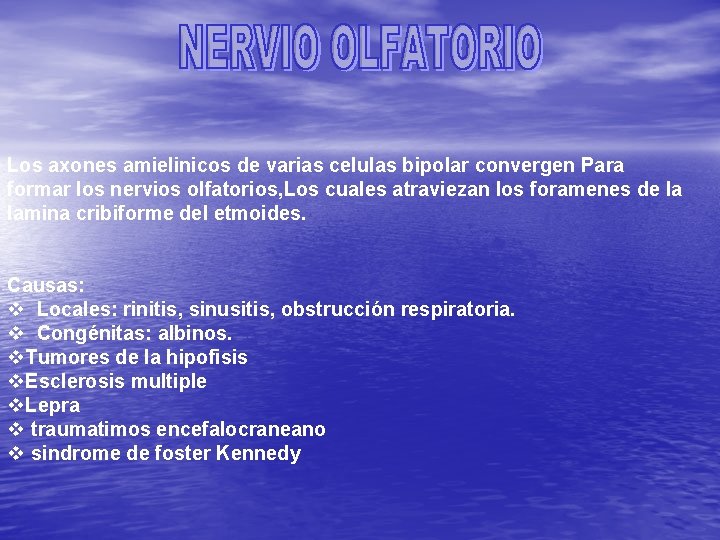 Los axones amielinicos de varias celulas bipolar convergen Para formar los nervios olfatorios, Los