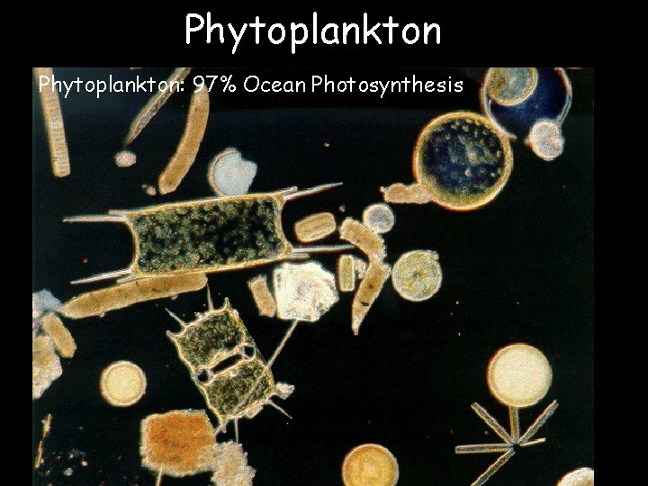 Phytoplankton: 97% Ocean Photosynthesis 