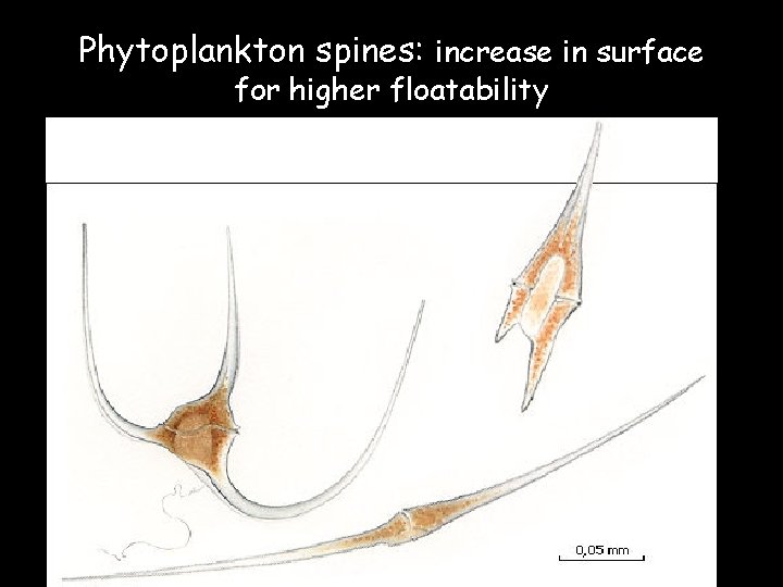 Phytoplankton spines: increase in surface for higher floatability 