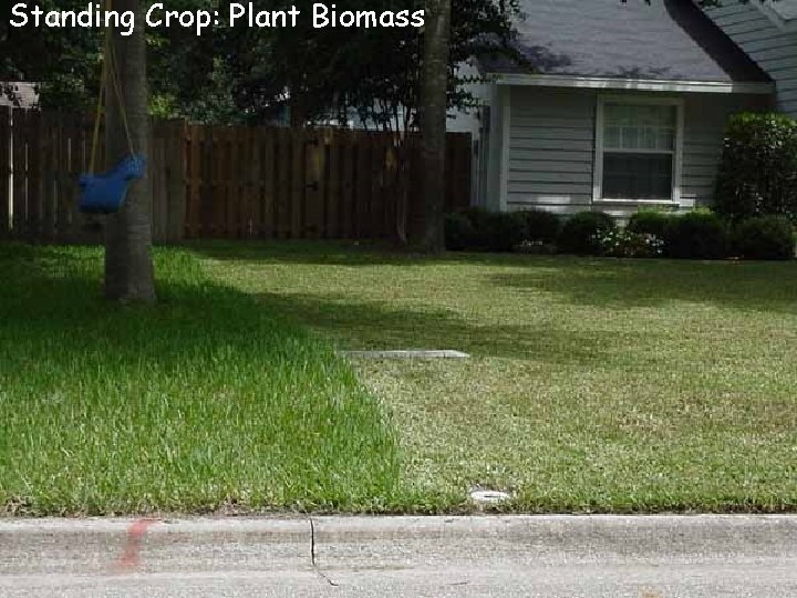 Standing Crop: Plant Biomass 