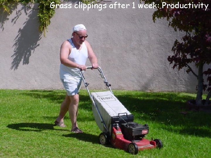 Grass clippings after 1 week: Productivity 