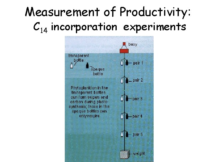 Measurement of Productivity: C 14 incorporation experiments 