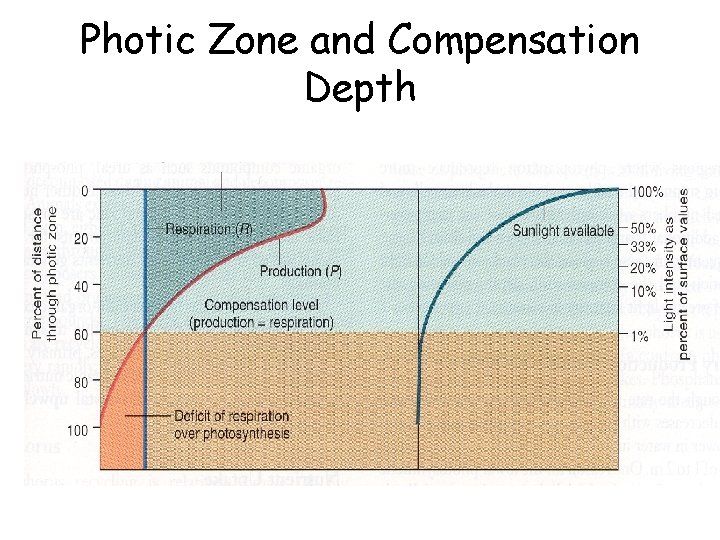 Photic Zone and Compensation Depth 