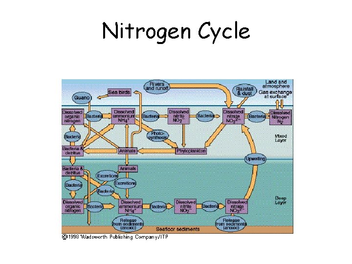 Nitrogen Cycle 