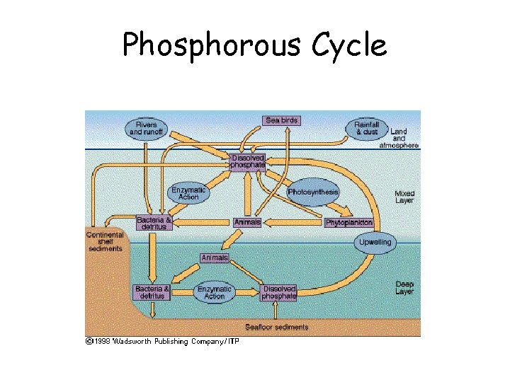 Phosphorous Cycle 