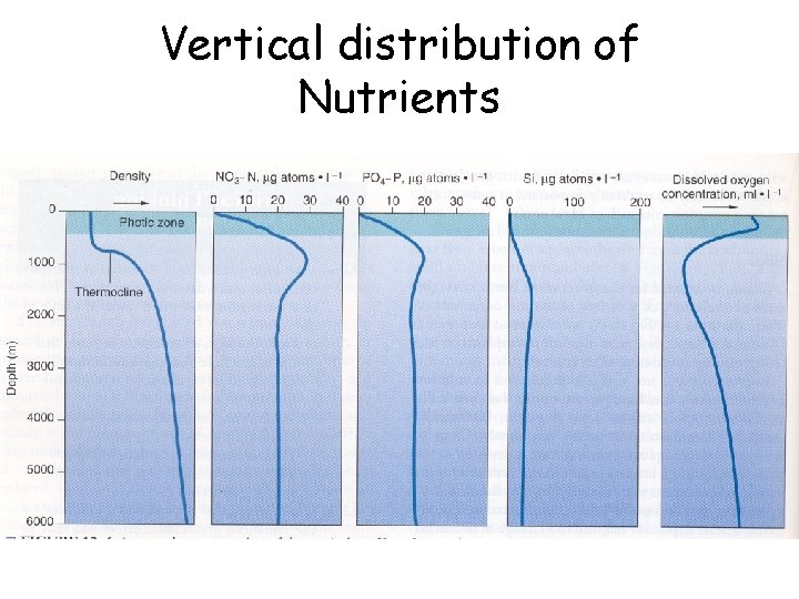 Vertical distribution of Nutrients 