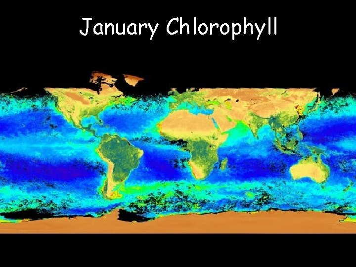 January Chlorophyll 