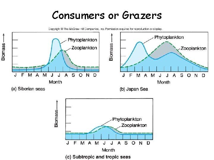Consumers or Grazers 
