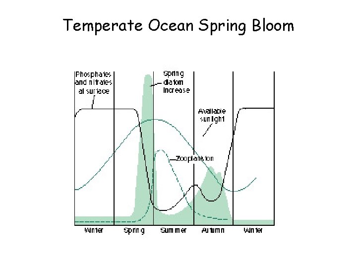 Temperate Ocean Spring Bloom 