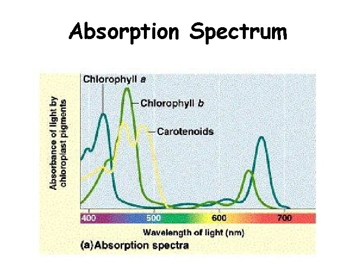 Absorption Spectrum 