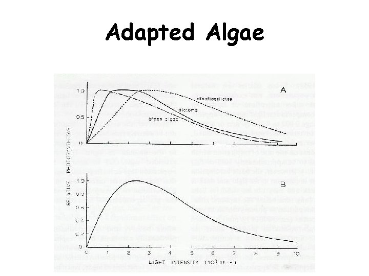 Adapted Algae 