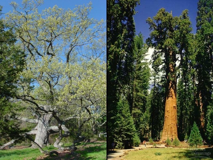 Bristlecone Pine: 4. 723 years old! 