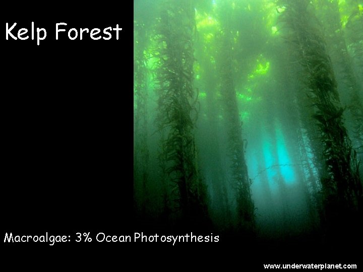 Kelp Forest Macroalgae: 3% Ocean Photosynthesis www. underwaterplanet. com 