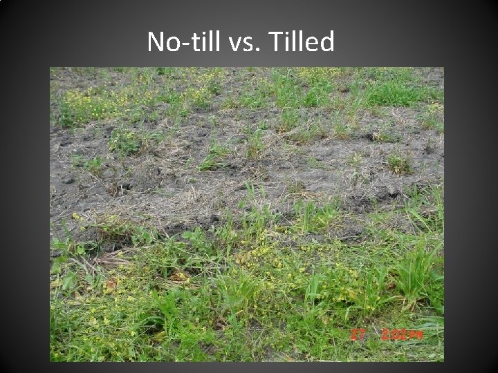 No-till vs. Tilled 