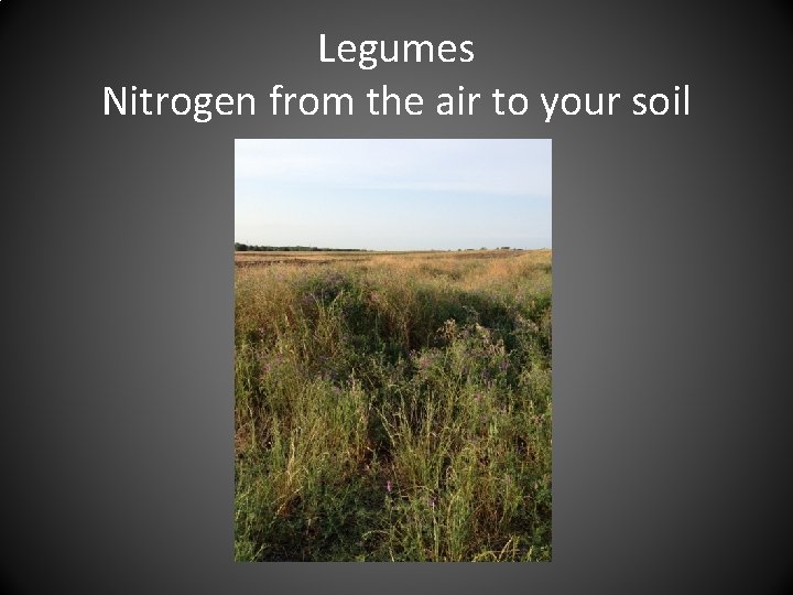 Legumes Nitrogen from the air to your soil 