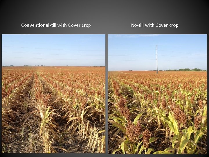 Conventional-till with Cover crop No-till with Cover crop 