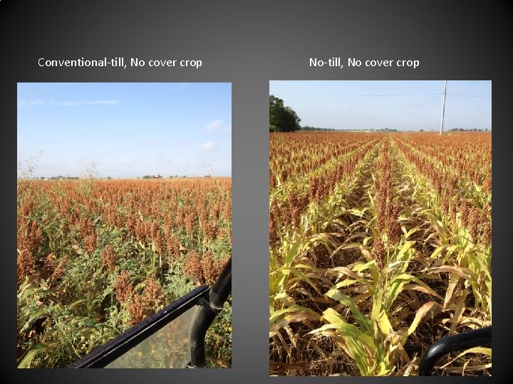 Conventional-till, No cover crop No-till, No cover crop 