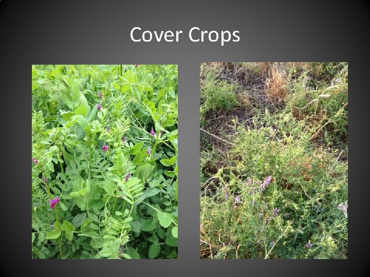 Cover Crops 